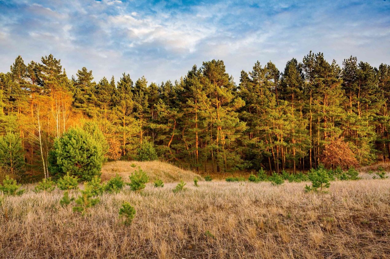 Forest Typologies